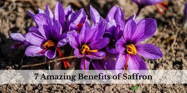 Read more about the article Saffron Benefits for Skin and Hair